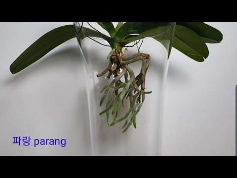 1.호접란 &rsquo;&rsquo; 뿌리 공중부양재배 &rsquo;&rsquo; 3가지 특징. Phalaenopsis orchid &rsquo;&rsquo;PPu ri gong jung bu yang jae bae&rsquo;&rsquo;