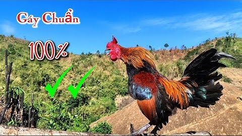 Tiếng gà rừng gáy Chuẩn 💯✔️ Mồi Hay NHất 2025 | Suab qaib qus qua zoo dib tuaj ceev 💯✔️