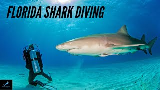 Florida Shark Dive | Jupiter, FL