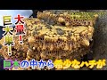 希少な蜂が怒って刺した！？こんなところから巨大巣が！！