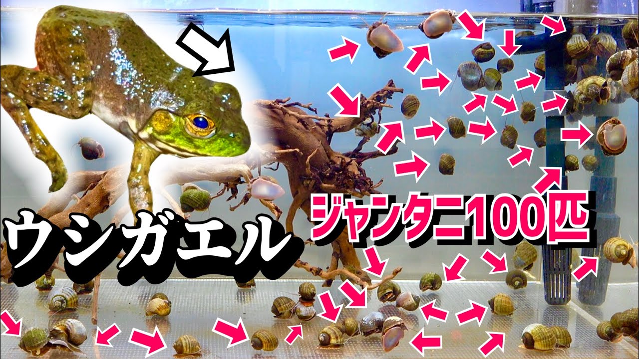 100匹ジャンボタニシ水槽にウシガエルを投入すると