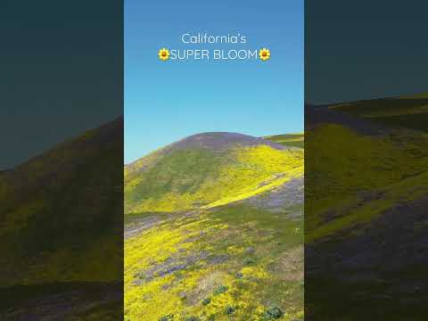 CALIFORNIA’S SUPER BLOOM🌼🌸🌷🌻
