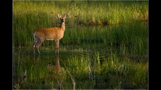 As The Deer (with lyrics)