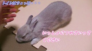 Kagarana wants to go Bathroom VS Bunny 'Popo' wants to be with