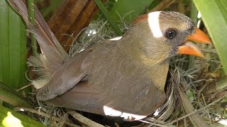 Northern Cardinal Calls FYV