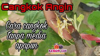 Cangkok Angin || Teknik cangkok pohon tin tanpa menggunakan media || lebih cepat dan praktis