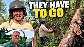 28/09/26 Taking down our dead pines.