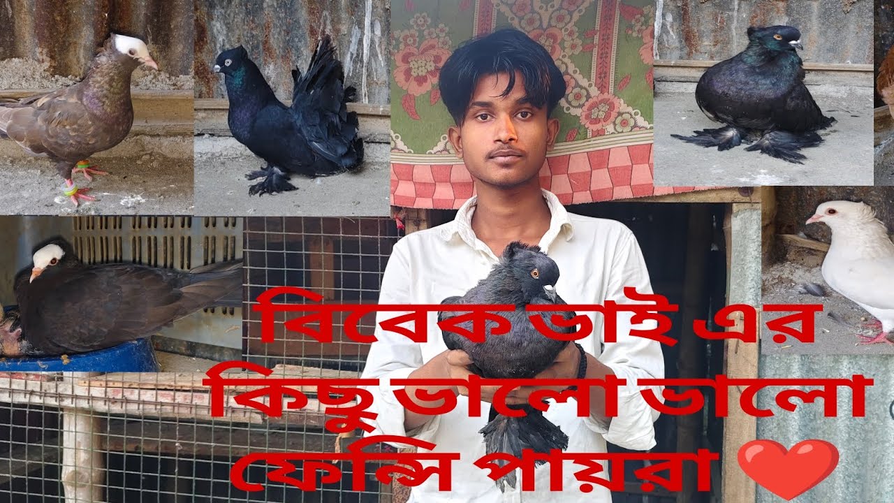 বিবেক ভাই এর বাড়ির কিছু ফেন্সি পায়রা 🕊️❤️ 23/11/2025॥