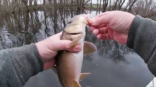 Spring Sucker Fishing, CT River