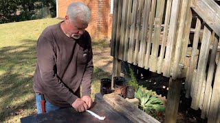 Oak Bracket Fungus: Fire Rolling And Solar Igniting