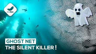 Celebrity What is a Ghost Net? | The Silent Killer of Ocean! Wealth