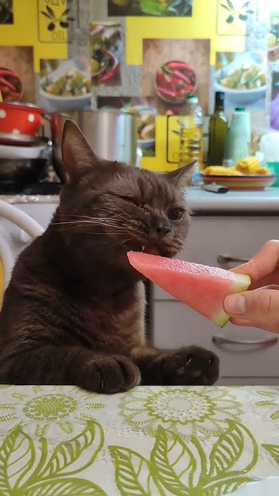КОШАЧЬЕ МОРОЖЕНОЕ 🍉 #cat #арбуз #еда #мороженое #icecream #eating - YouTube