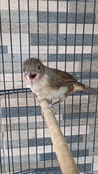 masteran burung flamboyan gacor βΌοΈ #burung #kicaumania #birds
