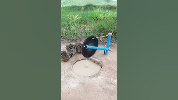 Create Amazing Bird Trap - Quail Trap #shorts