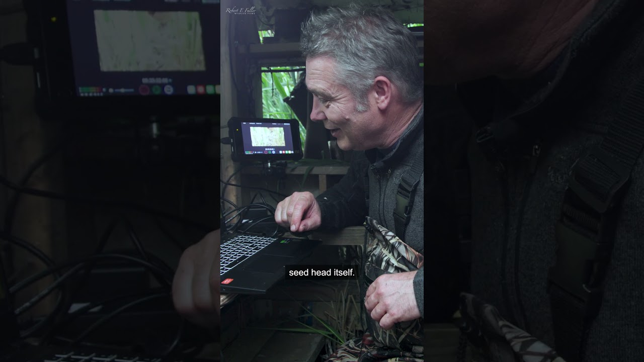 This reed warbler is selecting the softest grasses to line its nest 🪹