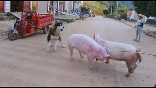 在街上遇见猪猪兄弟正在打架，大王当起吃瓜群众劝架 meet the pig brother fight on the street, Dawang go to stop the fight