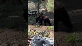 Bear Cub Wanders Around a Porch