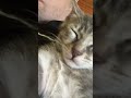 CATkada #lefkada #catshorts #kitten #cute #snoring #cat