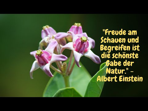 Die besten Albert