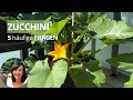 Q&A: 5 häufige Fragen Zucchini - Zucchini werden gelb | Zucchini Rankhilfe? | Wie Zucchini gießen?