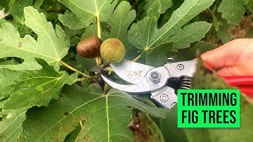 Q: "When Can I Cut Back my Fig Tree?" Don