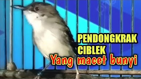 SUARA CIBLEK GACOR PENDONGKRAK CIBLEK MACET BUNYI / pancingan ciblek macet dan malas bunyi