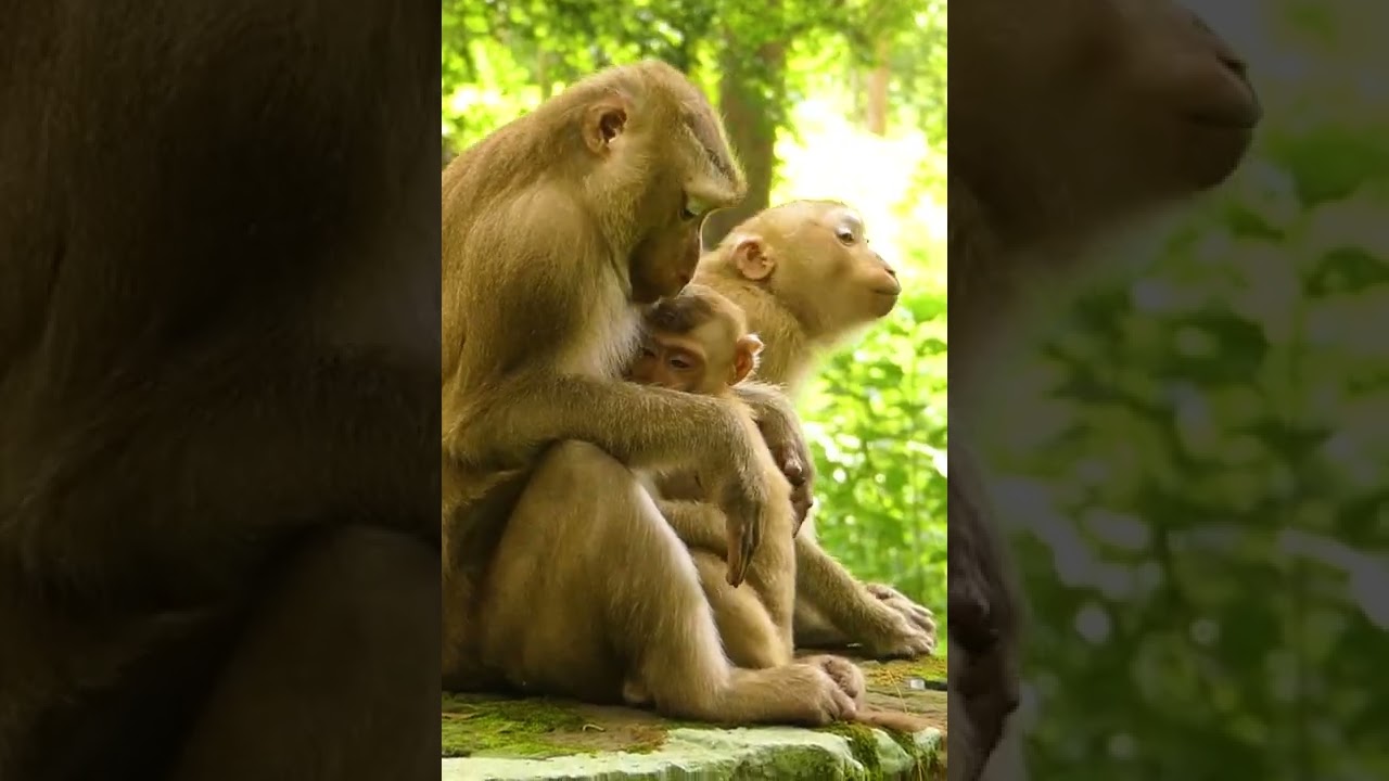 Cute Baby Monkey - Most Smart Baby Monkey In The  World
