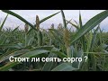 Сорго - высыхает?!! Засуха  в Одесской области.  25.08.2020