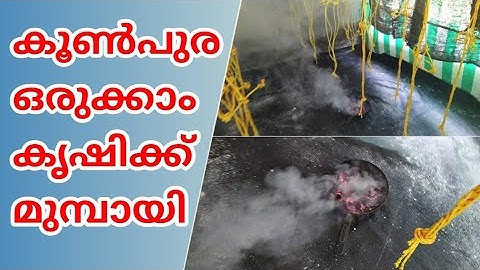 How to disinfect a shed for mushroom cultivation? | Fumigation in mushroom shed | Koon krishi Mal...