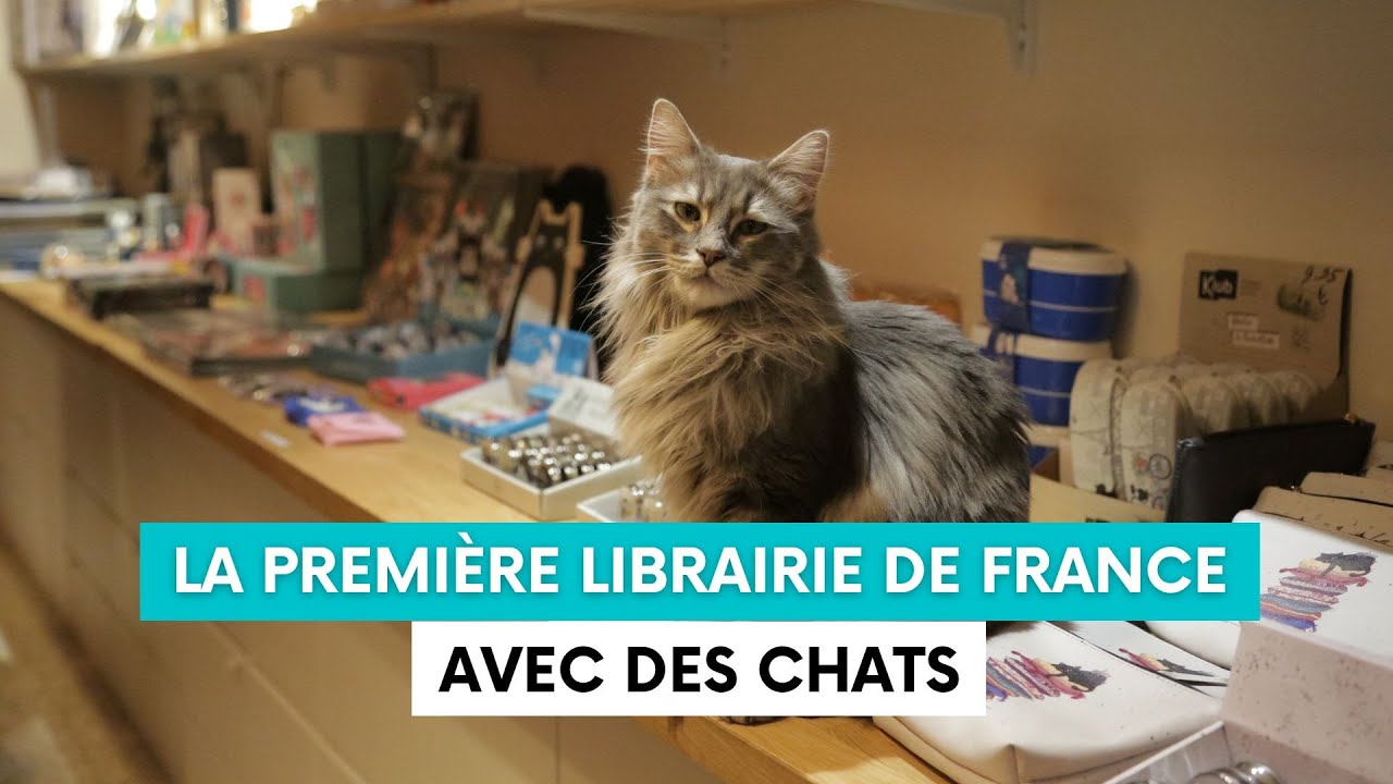 Mon Chat Pitre, la toute première librairie avec des chats en France ...