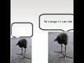 Manzai birds be like #rhythm #rhythmgame #rhythmheaven #rhythmheavenfever