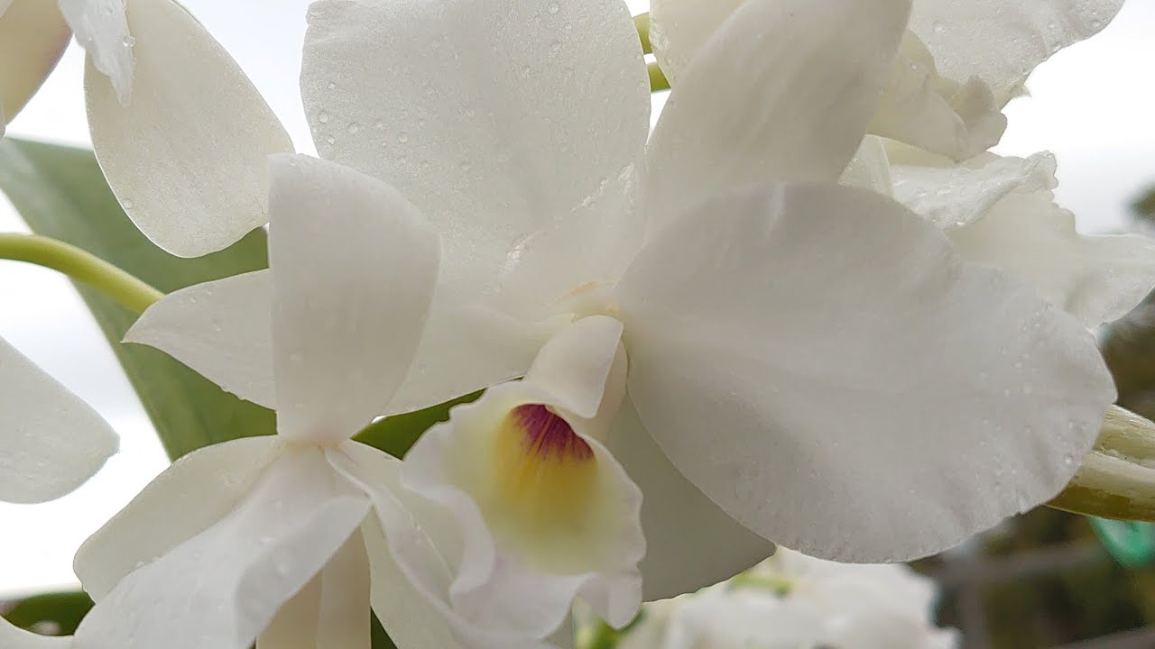 Guarianthe ( Cattleya) skinneri alba 'Debbie'