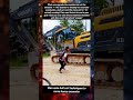 Man uses bull cart techniques to move heavy excavator​ #ExcavatorLife#BullCartStyle #Humor