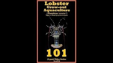 Tropical Spiny Rock Lobster 101 - species Panuliru...