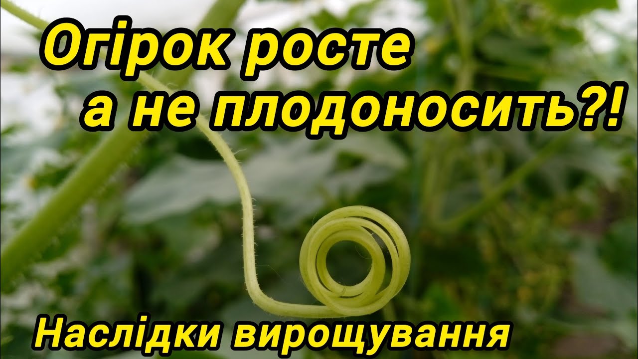 Огірок росте,а не плодоносить? Наслідки вирощування.