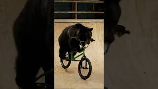 Bear Drops In At The Skatepark