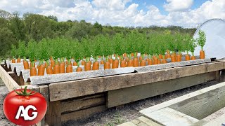 In this way, you can sow carrots even in May! Grows fast and gives a big harvest