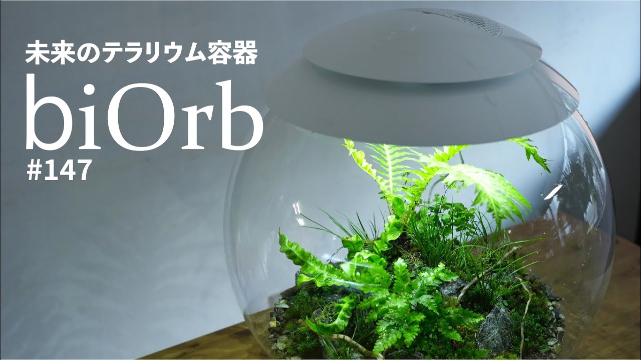 Moss terrarium Terrarium テラリウム 大きい ライト Futuristic
