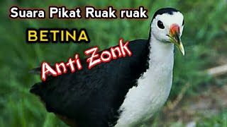 suara pikat Ruak ruak betina ngekek panggil jantan