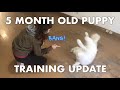 5 Month Old Puppy Training Update | Fluffy the Samoyed