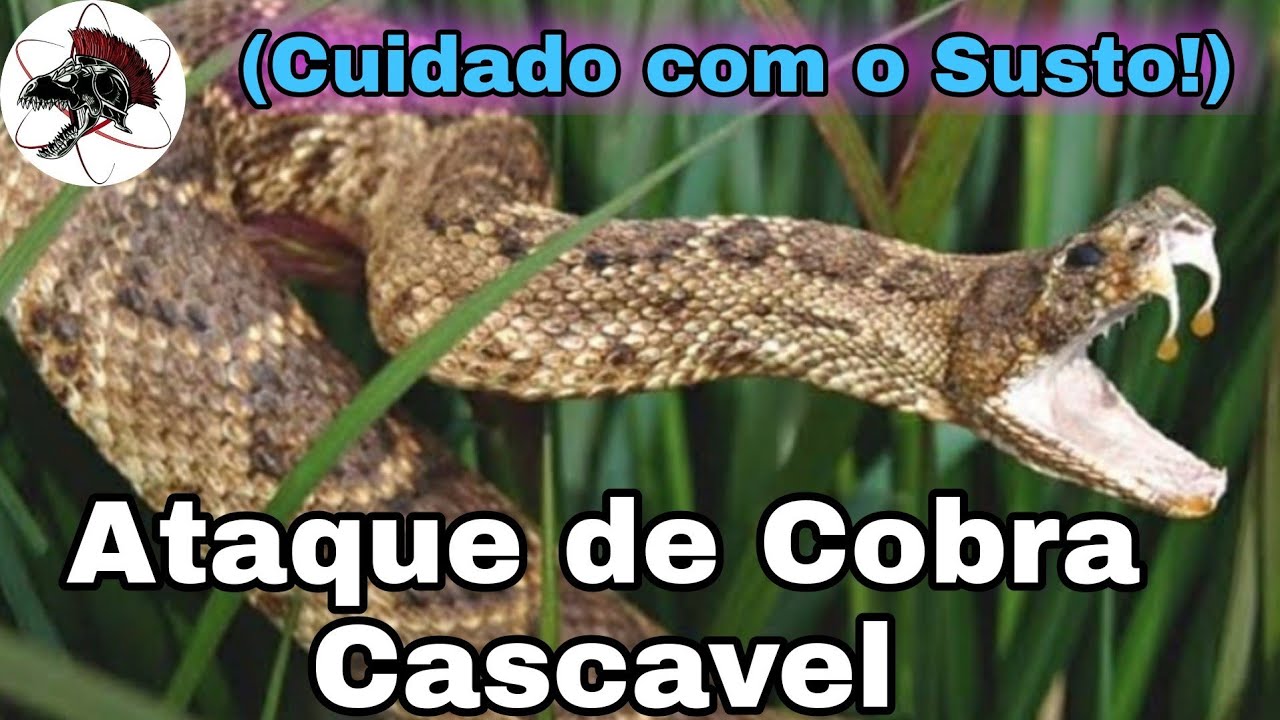 Cobra Cascavel Atacando | Biólogo Henrique o Biólogo das Cobras