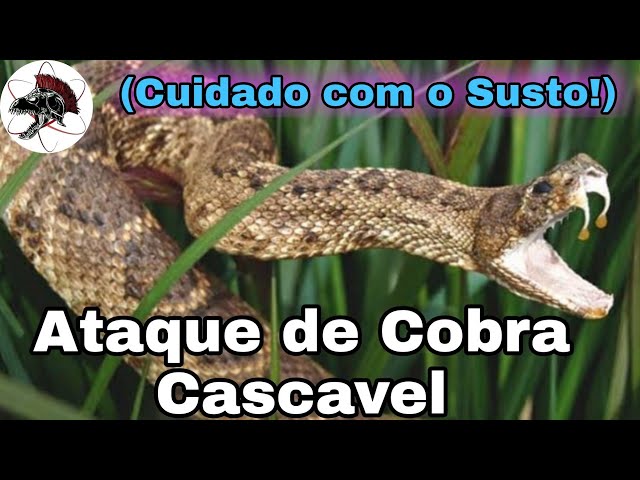 Vídeo: Durante caminhada, morador se depara com cobra cascavel no