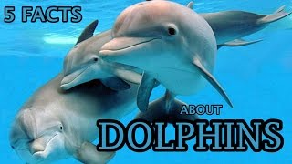 5 Facts About Dolphins - Dolphin Facts For Kids