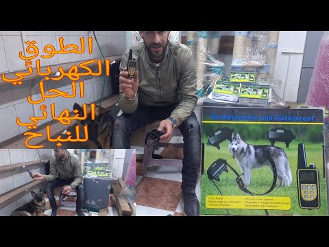 فيديو: كيفية شراء طوق الكلب