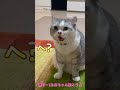 開いた口が塞がらずママ達を笑かしにくる兄猫