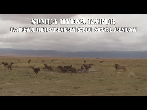Video: Siapa yang memainkan hyena di raja singa?