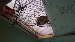 Catch mice on the floor effectively