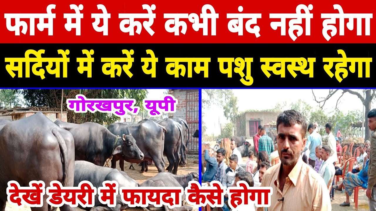 पूर्वांचल के युवा ने असंभव को संभव बनाया अलग पहचान/dairy farm gorakhpur | dairy farm uttar up ||