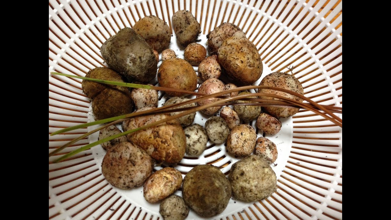 秋の味覚 ショウロの採取と調理 松露 Youtube