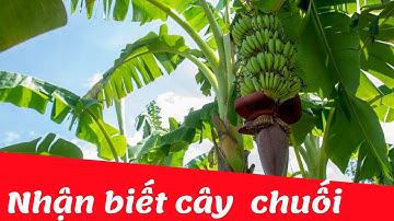 Dạy bé học về cây chuối tiếng việt | Dạy trẻ thông minh sớm